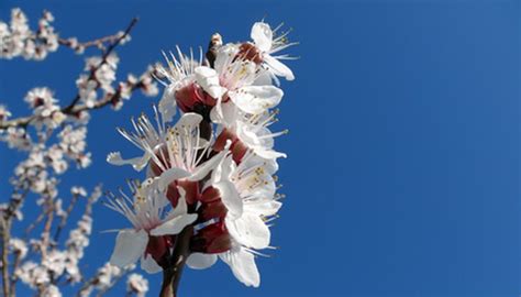 white flowering almond tree pictures.